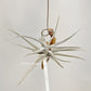 Tillandsia Xiphioides