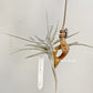 Tillandsia Xiphioides