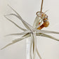Tillandsia Xiphioides