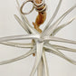 Tillandsia Xiphioides