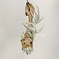 Tillandsia Xiphioides