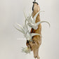 Tillandsia Xiphioides