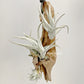 Tillandsia Xiphioides