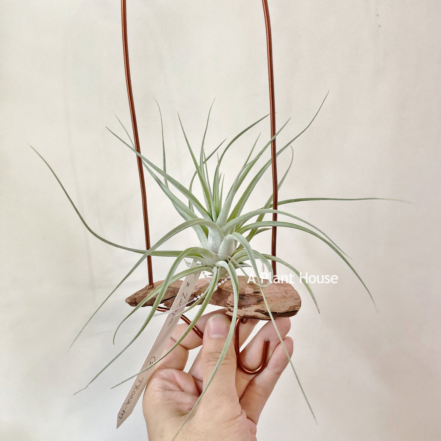 Tillandsia X Zacapa