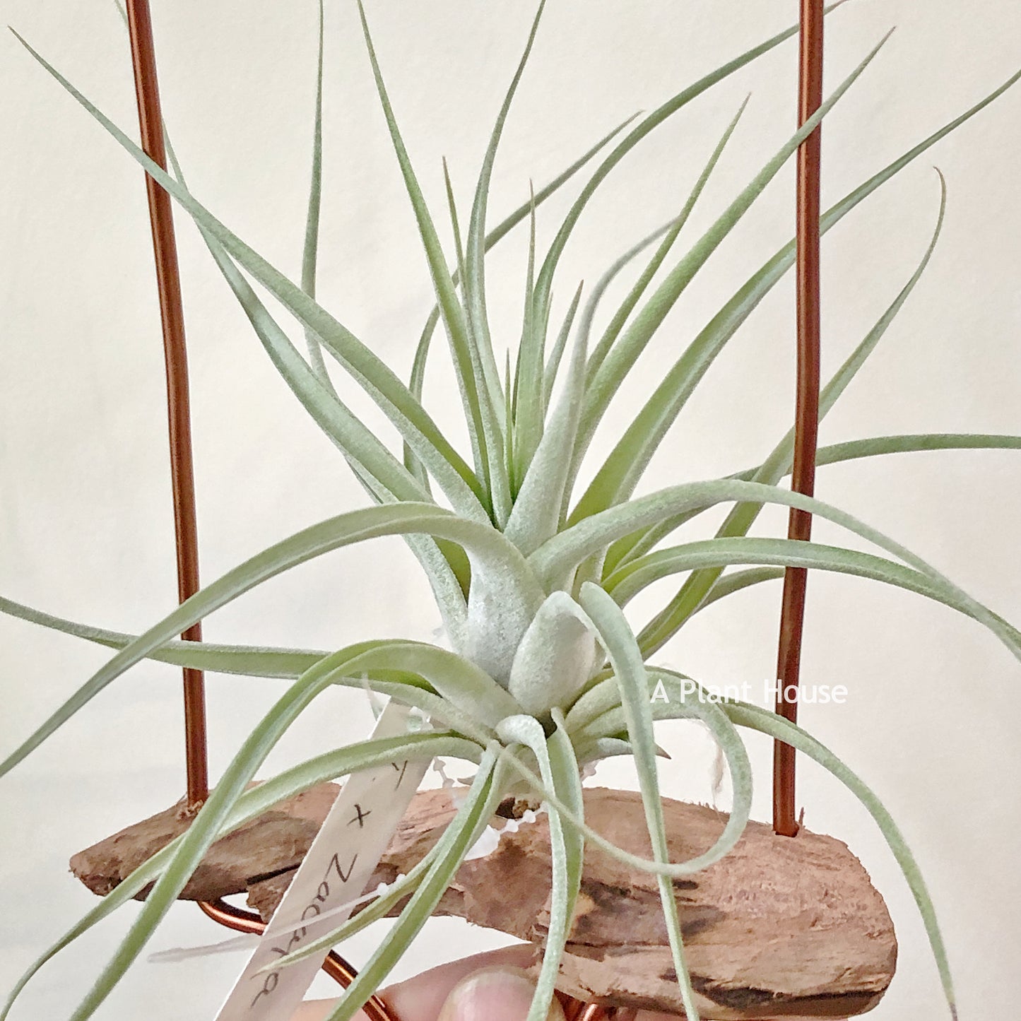 Tillandsia X Zacapa