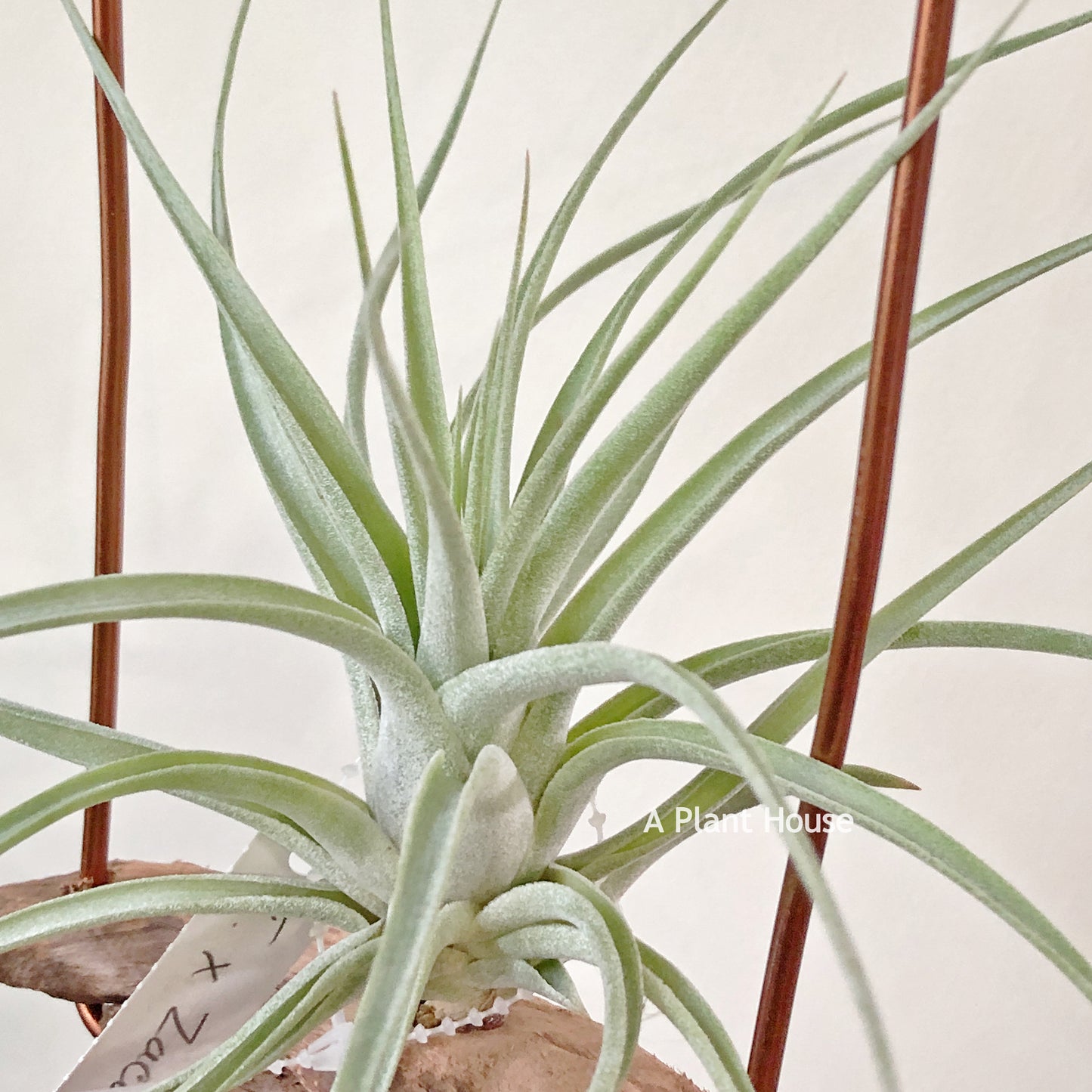 Tillandsia X Zacapa