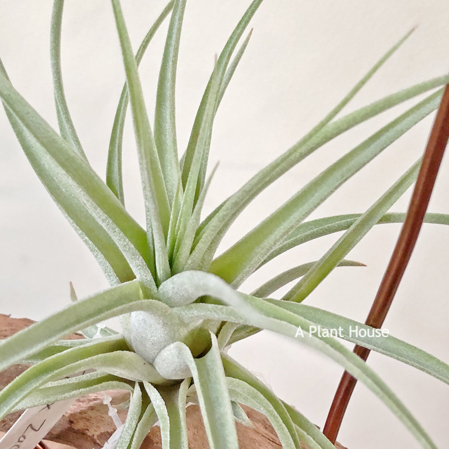 Tillandsia X Zacapa