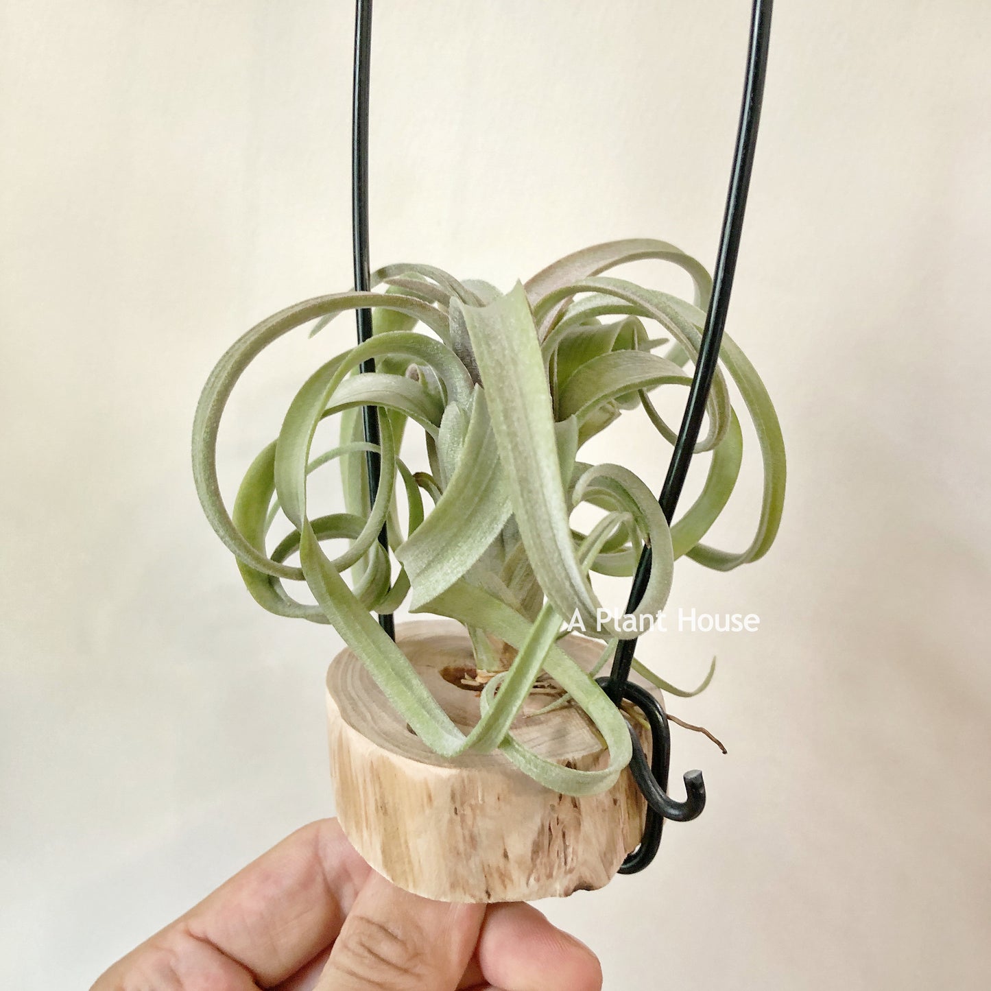 Tillandsia Asombroso