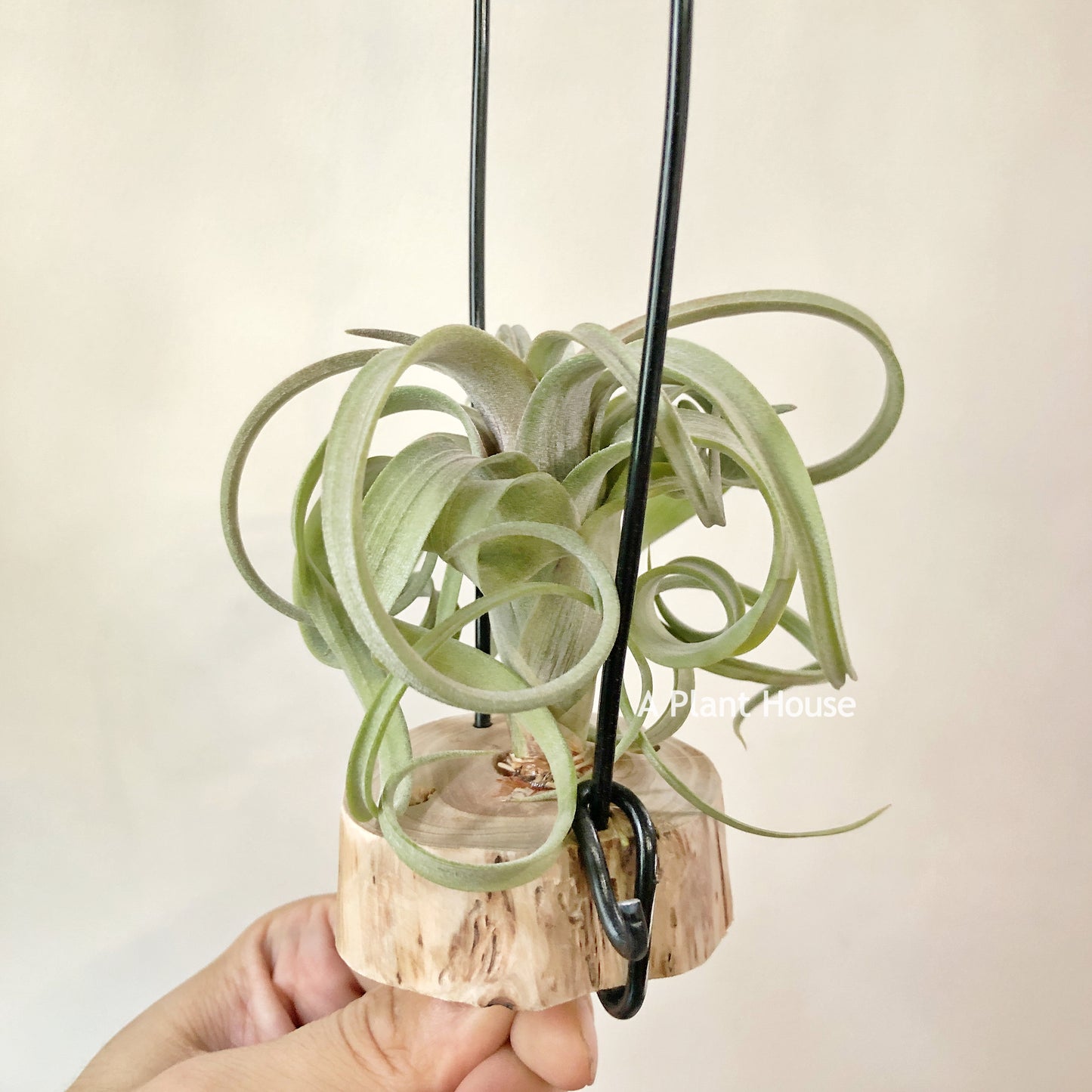 Tillandsia Asombroso