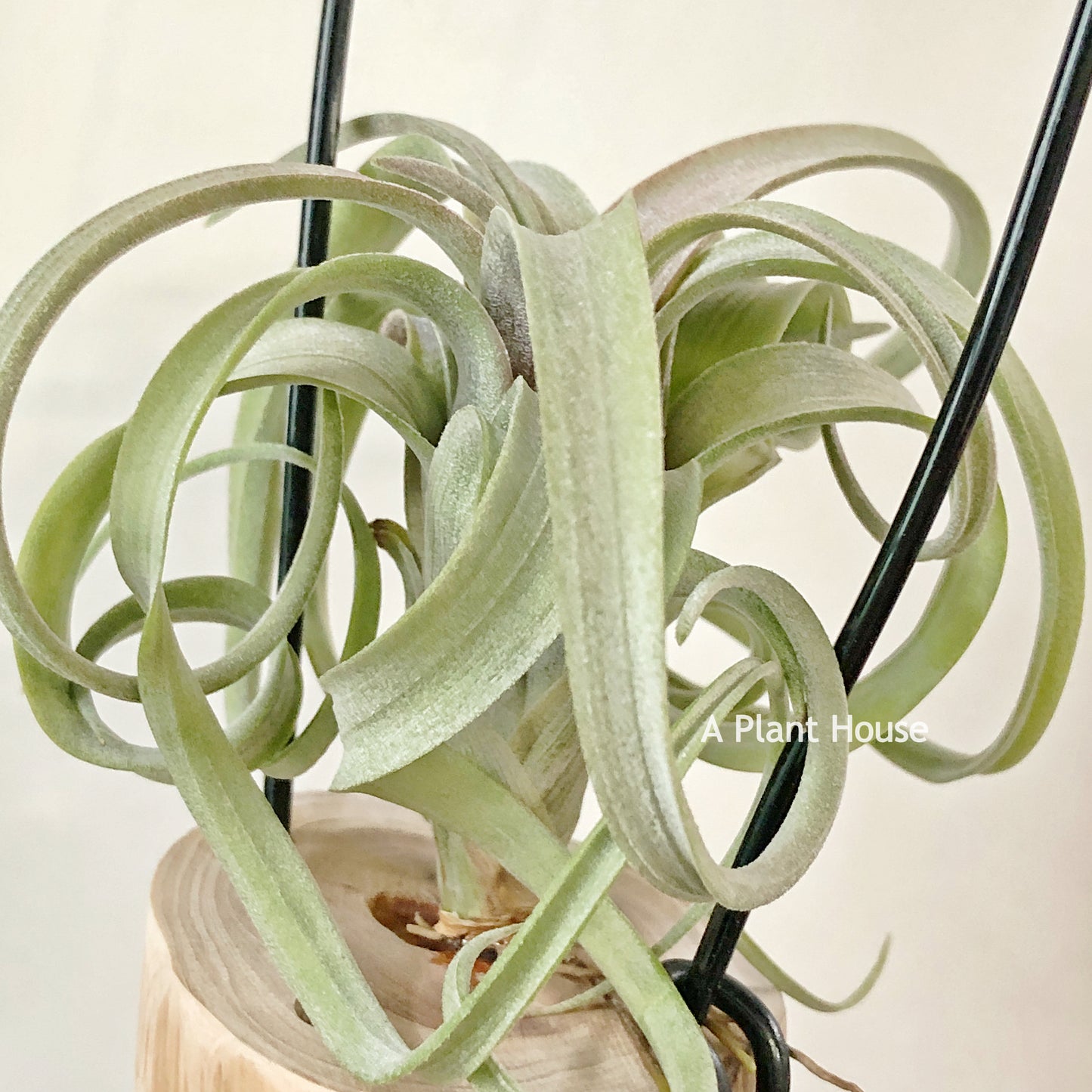 Tillandsia Asombroso