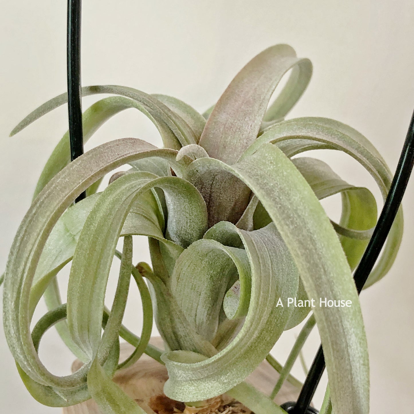 Tillandsia Asombroso