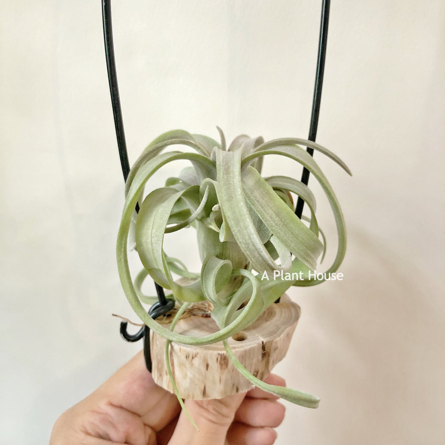 Tillandsia Asombroso