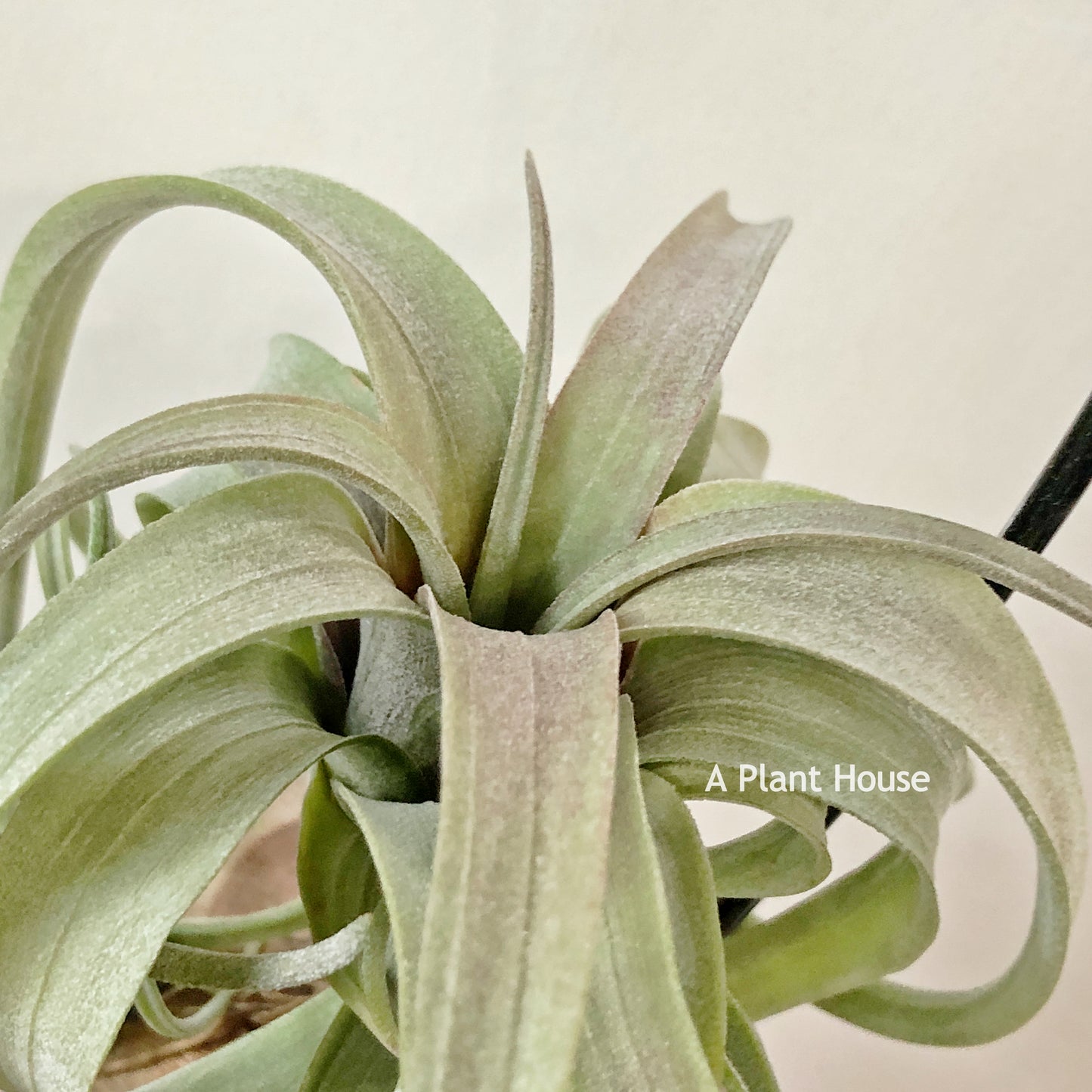 Tillandsia Asombroso