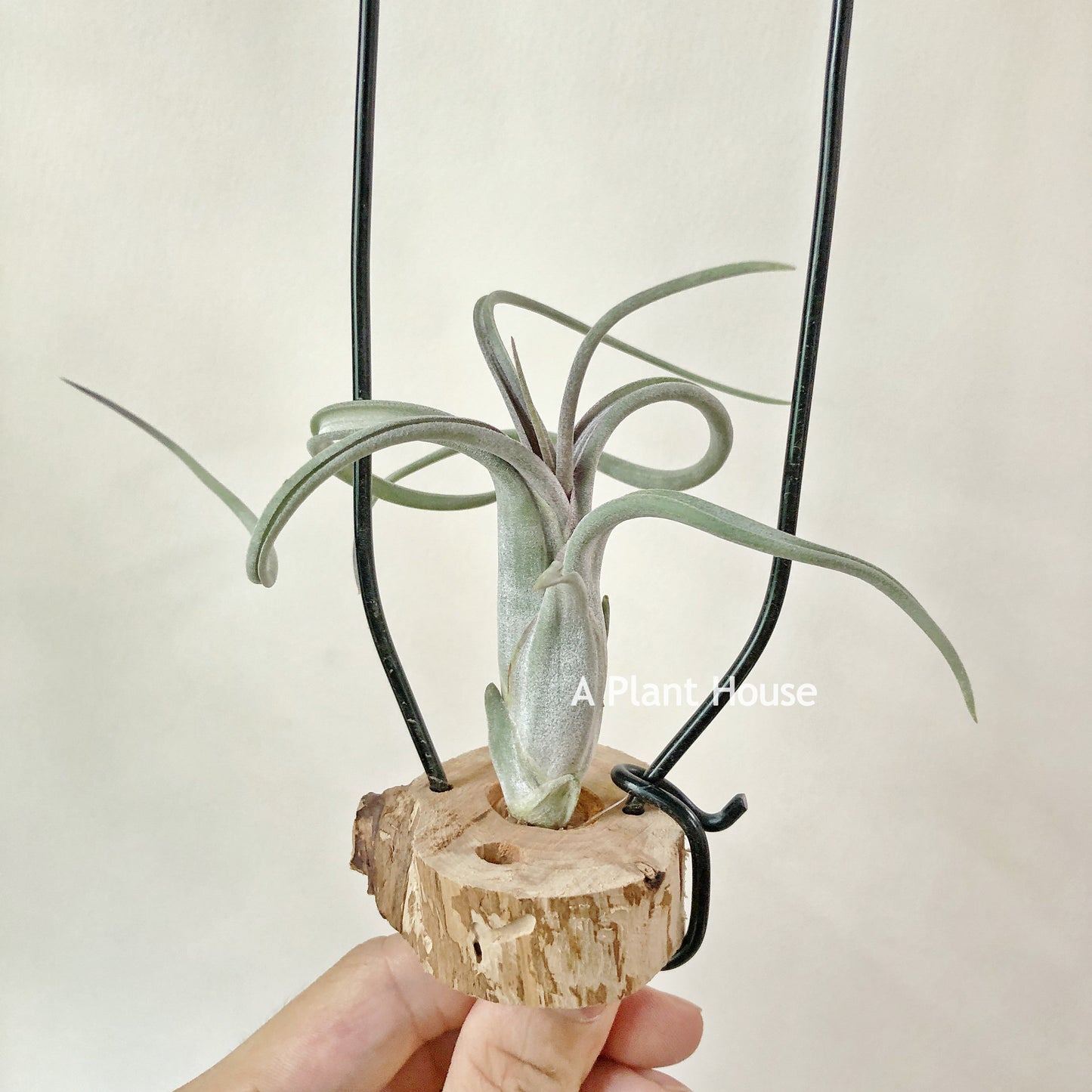 Tillandsia Paucifolia (Mexico)