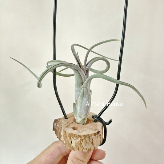 Tillandsia Paucifolia (Mexico)