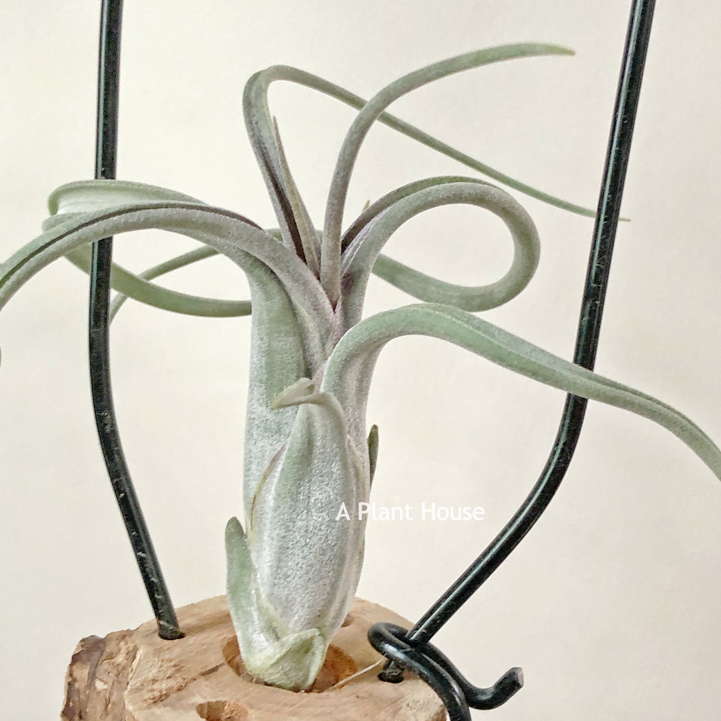 Tillandsia Paucifolia (Mexico)