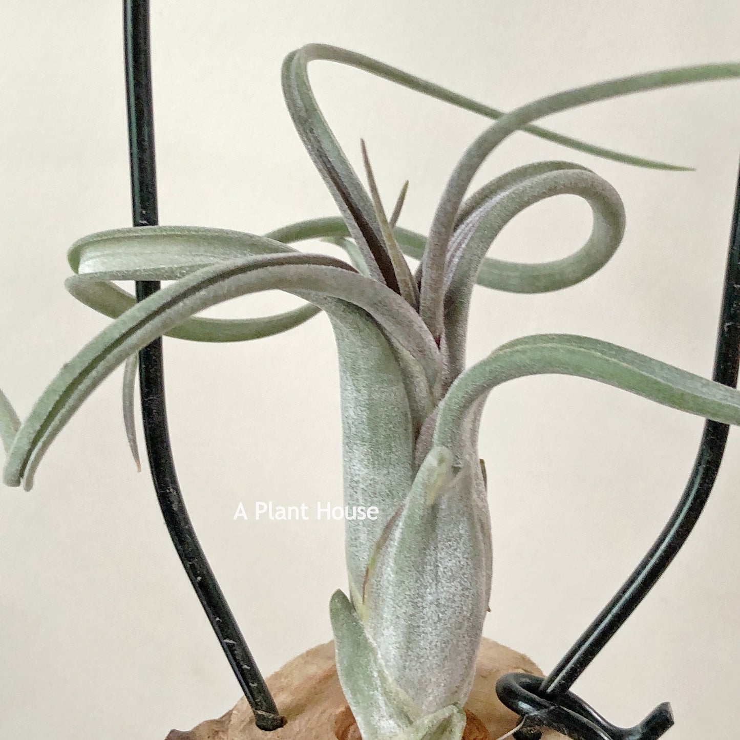 Tillandsia Paucifolia (Mexico)