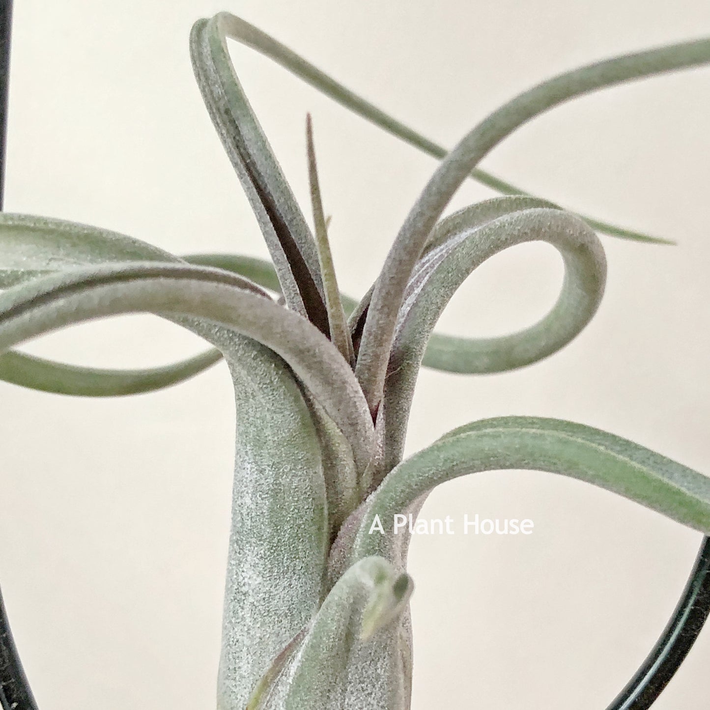 Tillandsia Paucifolia (Mexico)