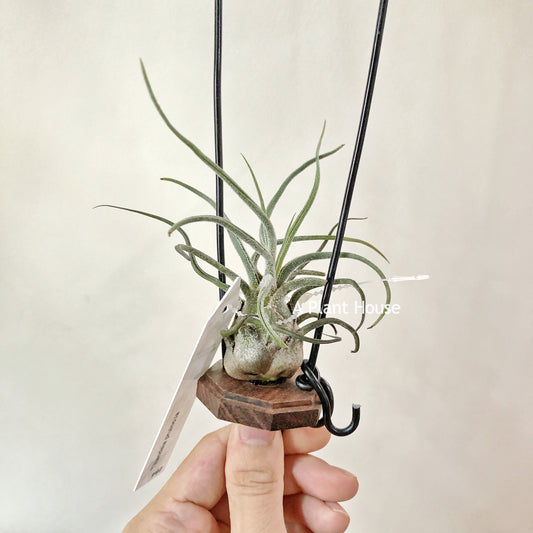 Tillandsia Pruinosa