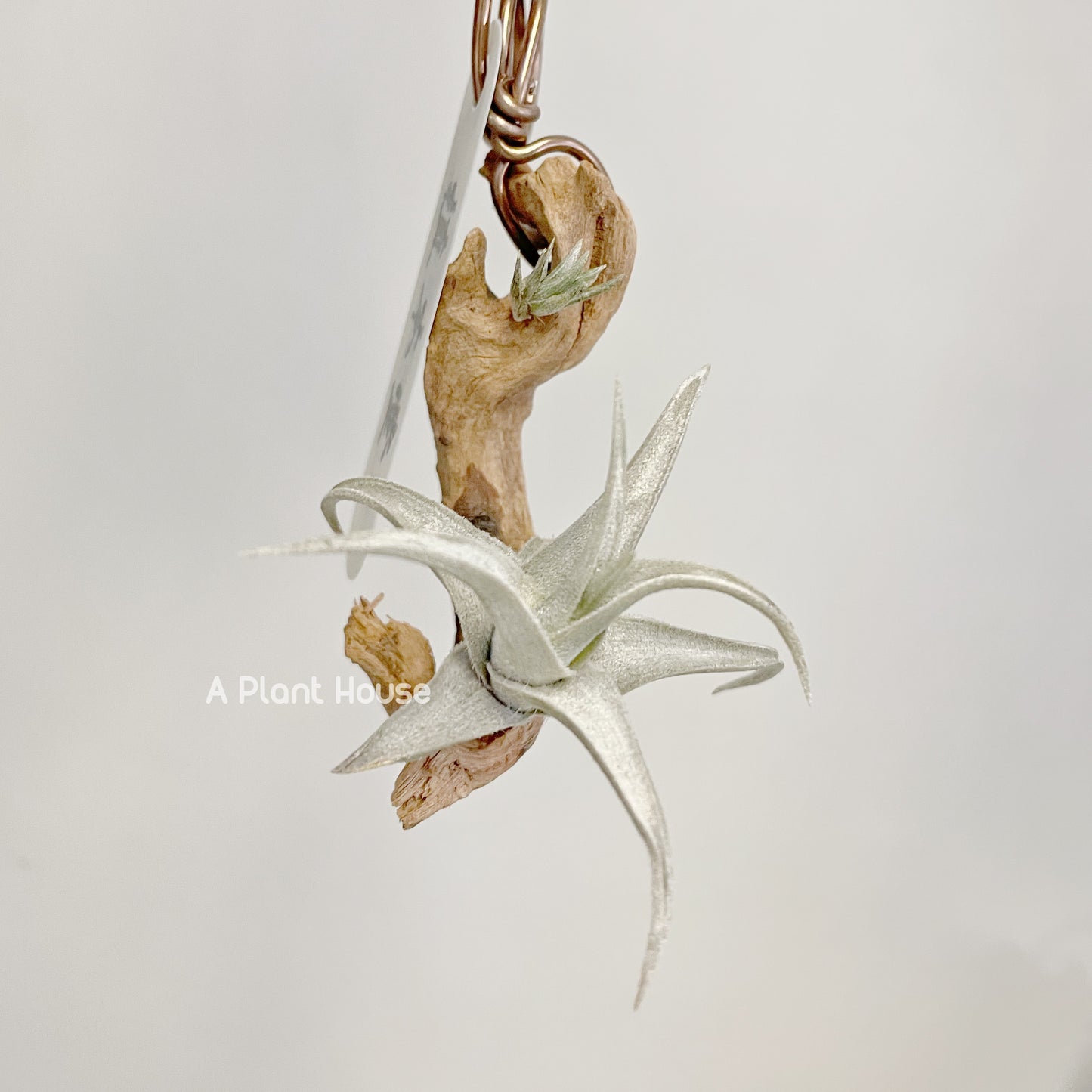 Tillandsia xiphioides