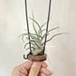Tillandsia Pruinosa