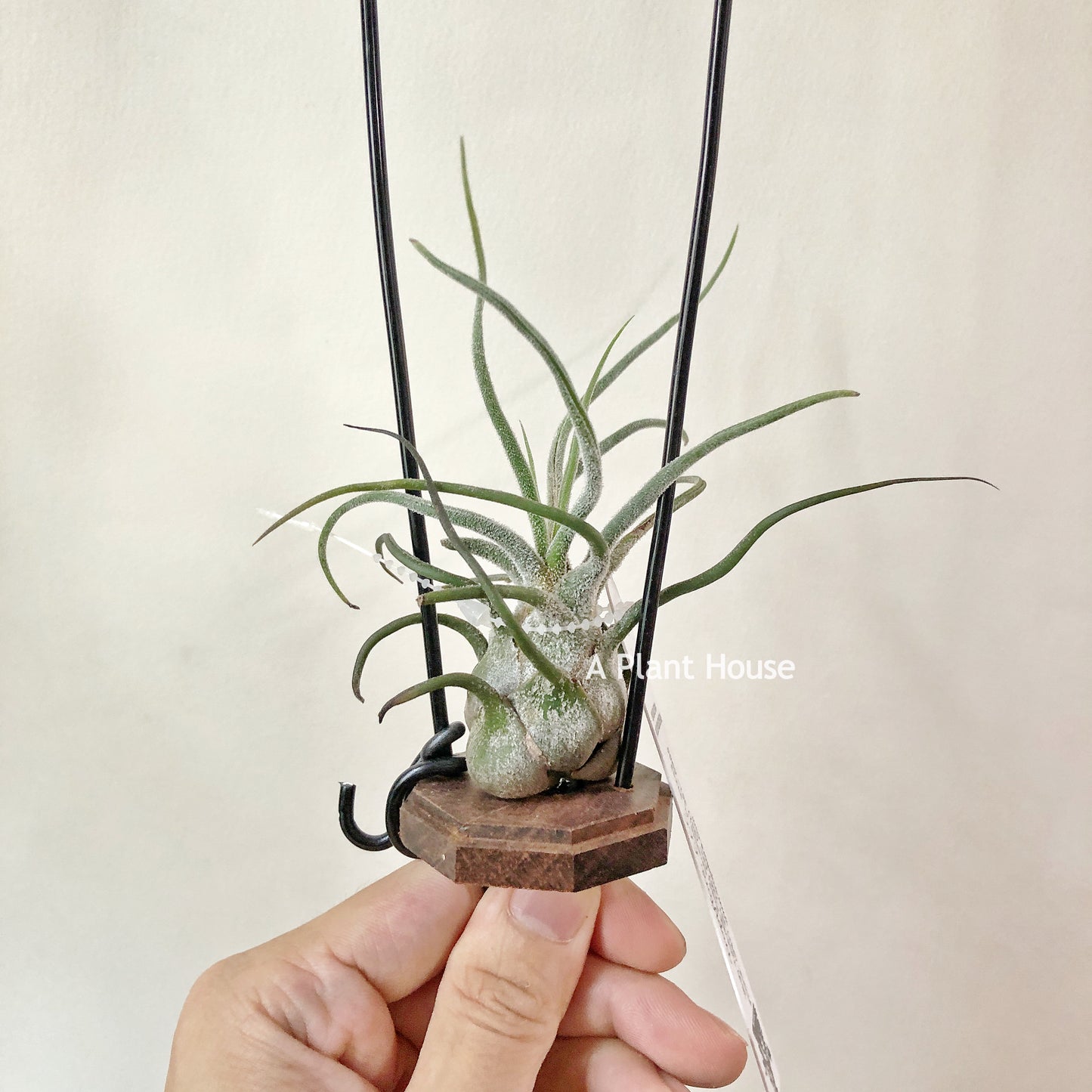 Tillandsia Pruinosa