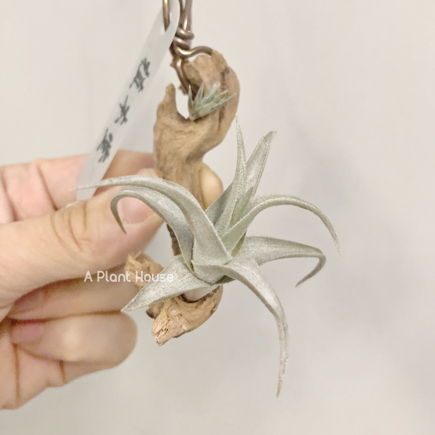 Tillandsia xiphioides