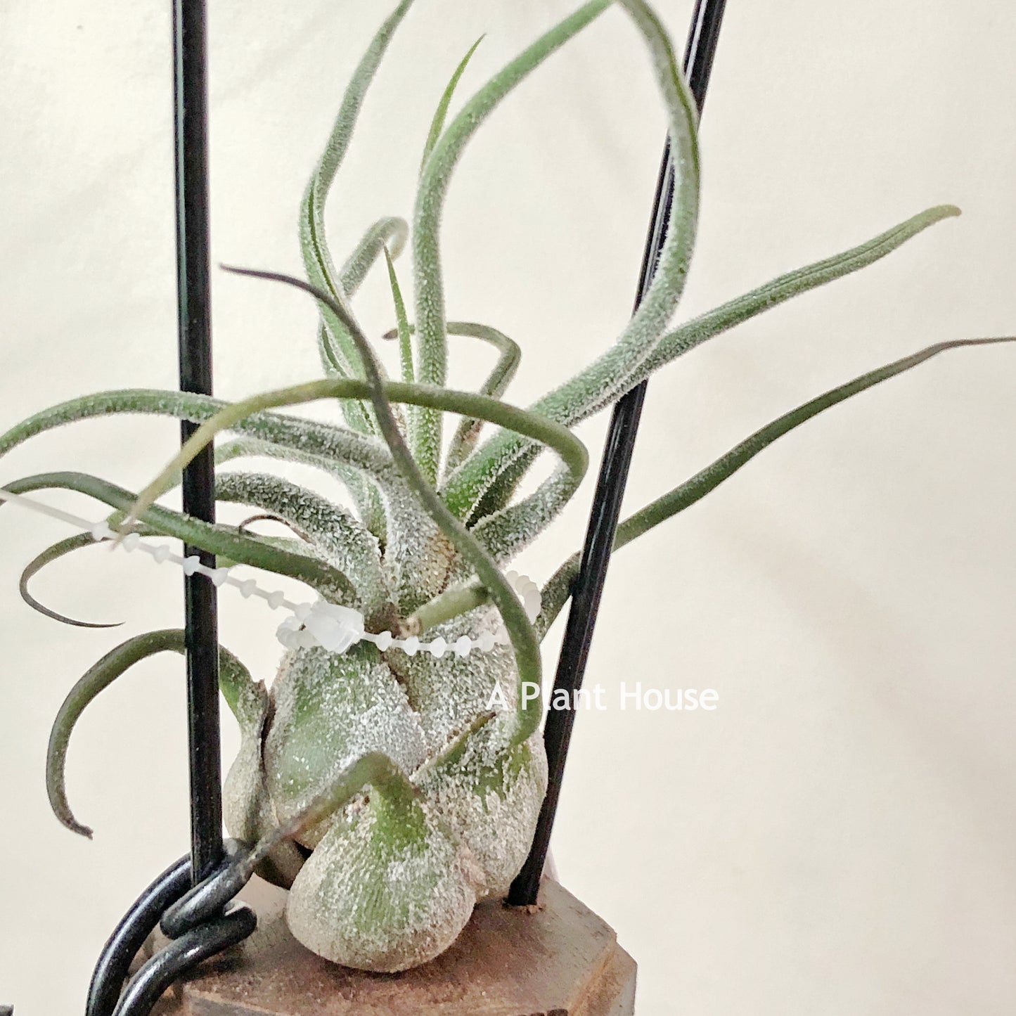 Tillandsia Pruinosa