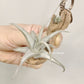 Tillandsia xiphioides