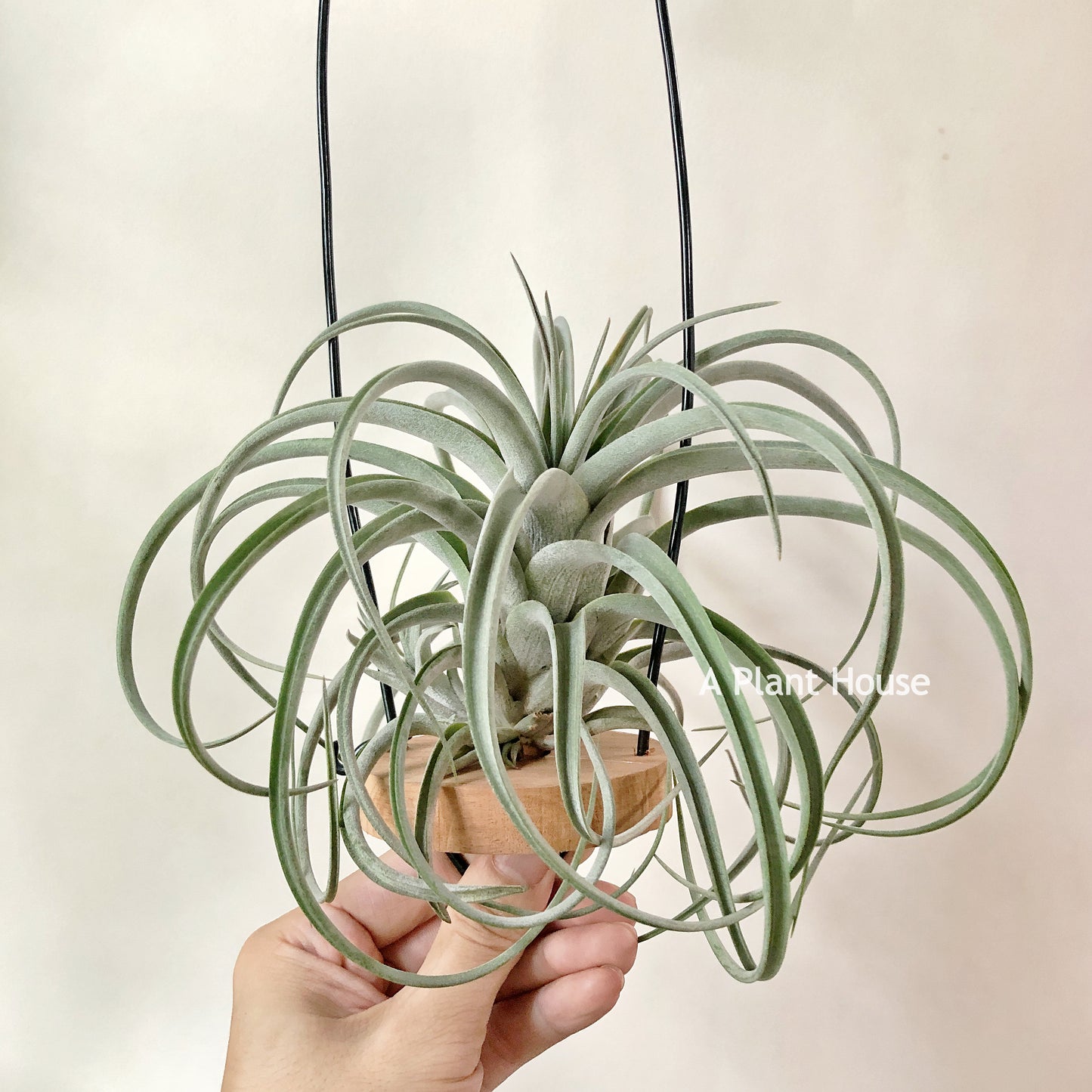 Tillandsia X Redy