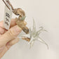 Tillandsia xiphioides