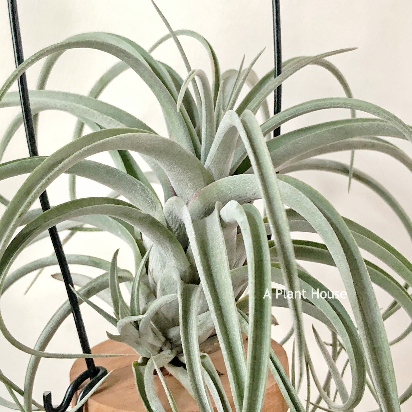 Tillandsia X Redy