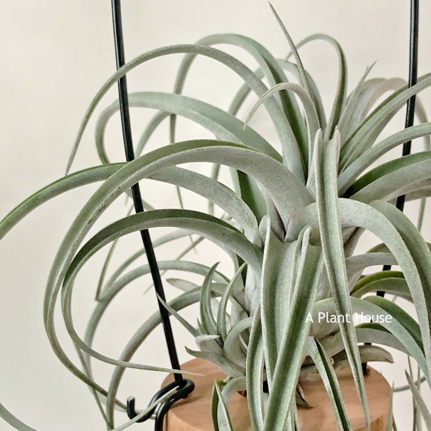 Tillandsia X Redy