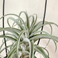 Tillandsia X Redy