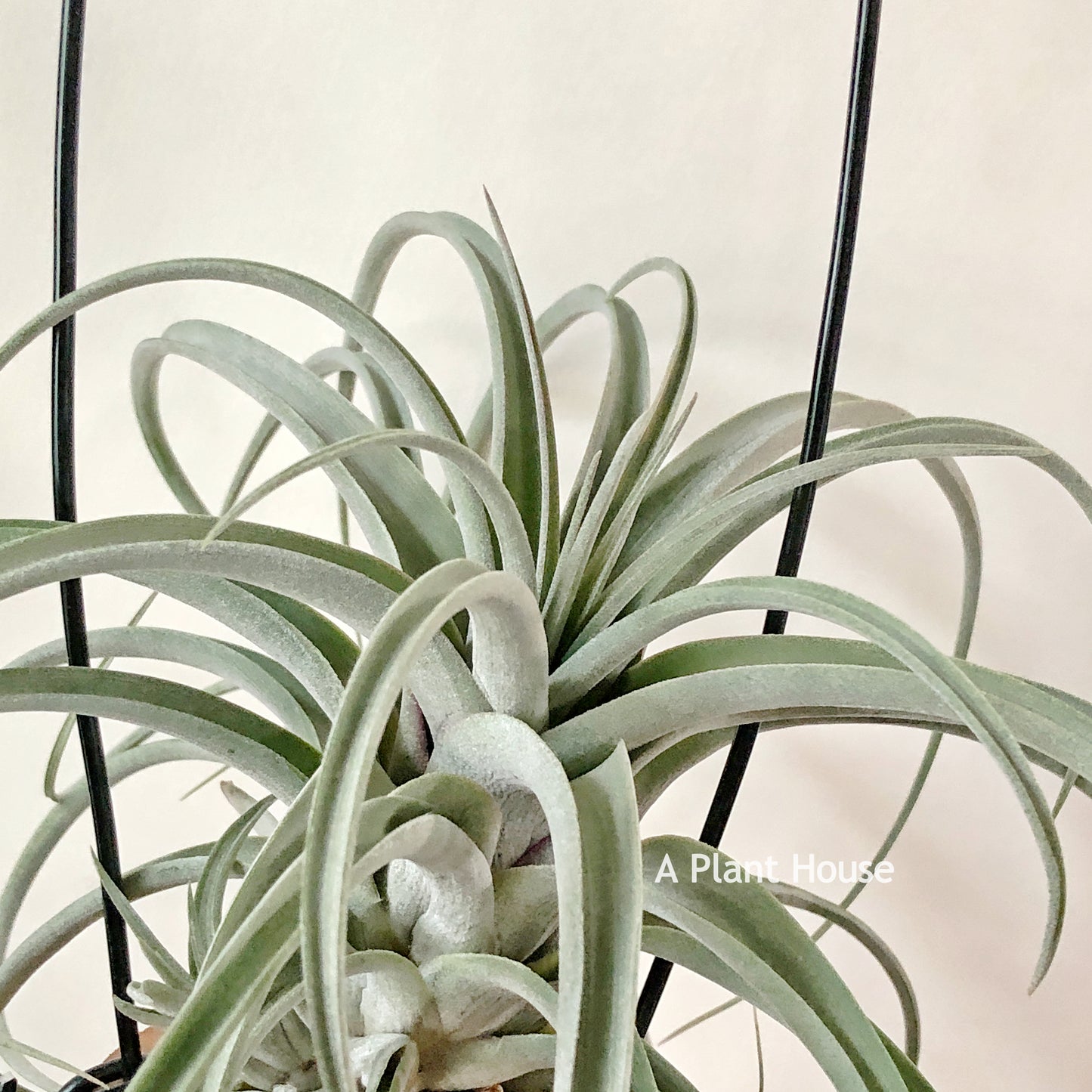 Tillandsia X Redy