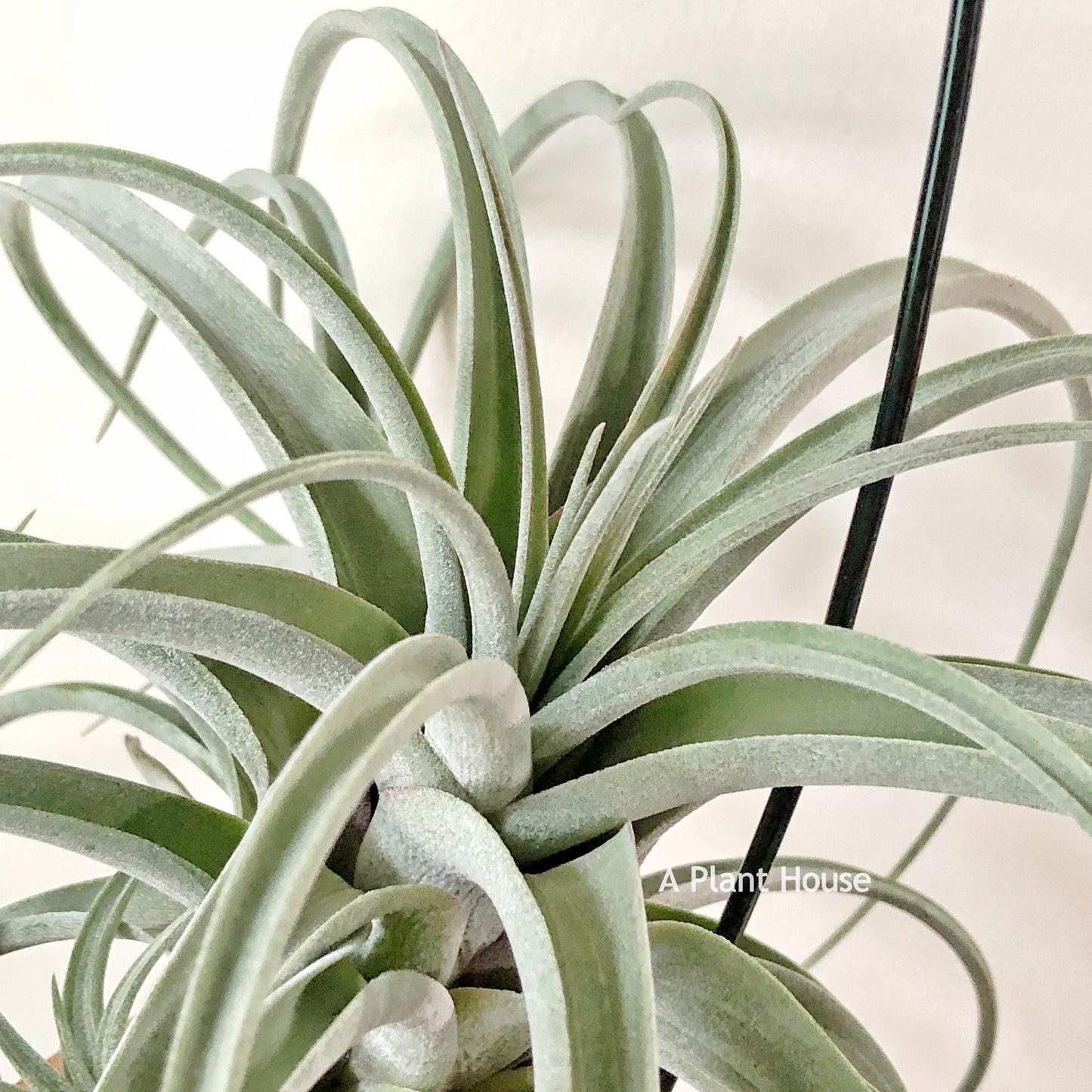 Tillandsia X Redy