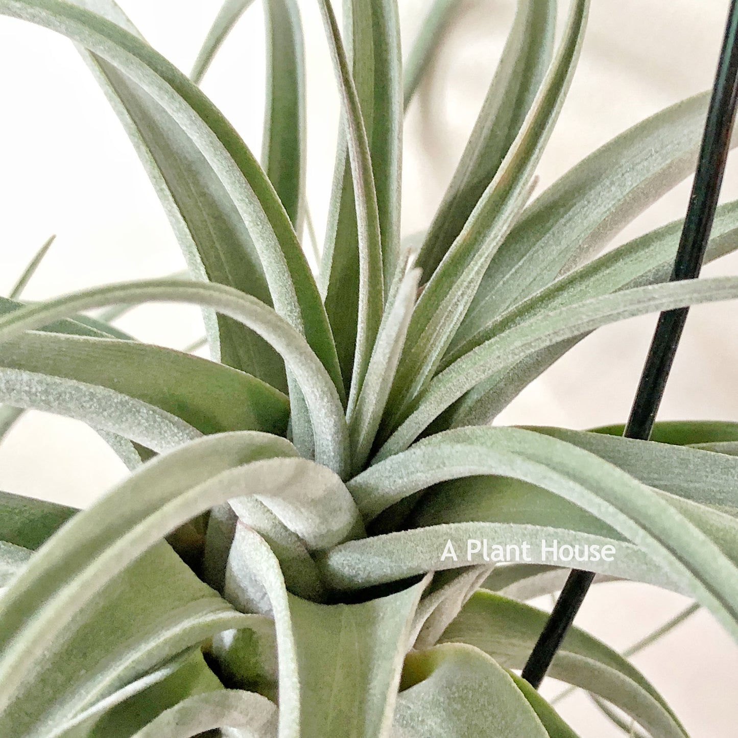 Tillandsia X Redy