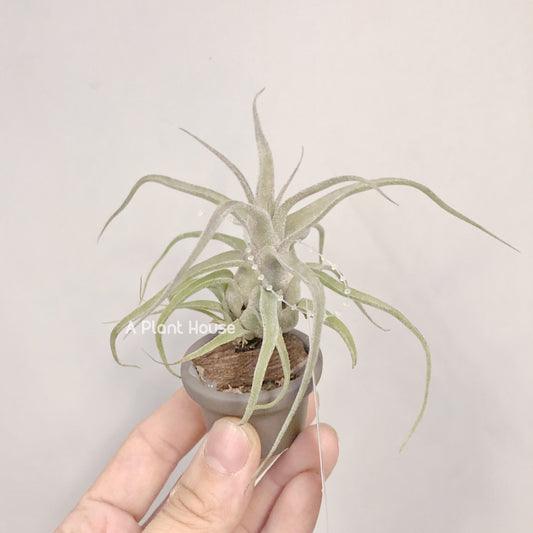 Tillandsia Streptophylla Belize from