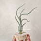 Tillandsia Queen’s Medusa