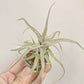 Tillandsia Streptophylla Belize from