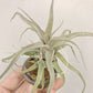 Tillandsia Streptophylla Belize from