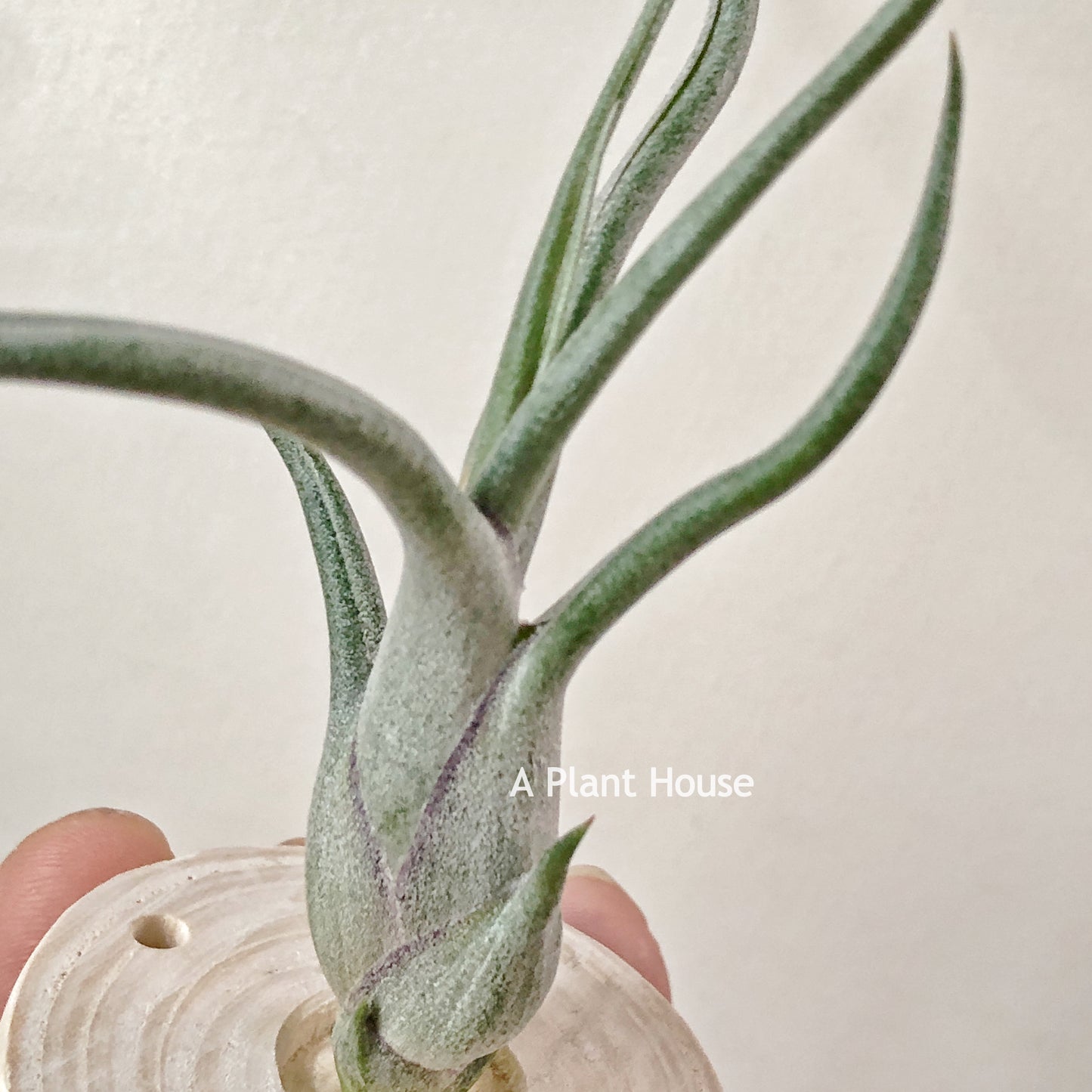 Tillandsia Queen’s Medusa