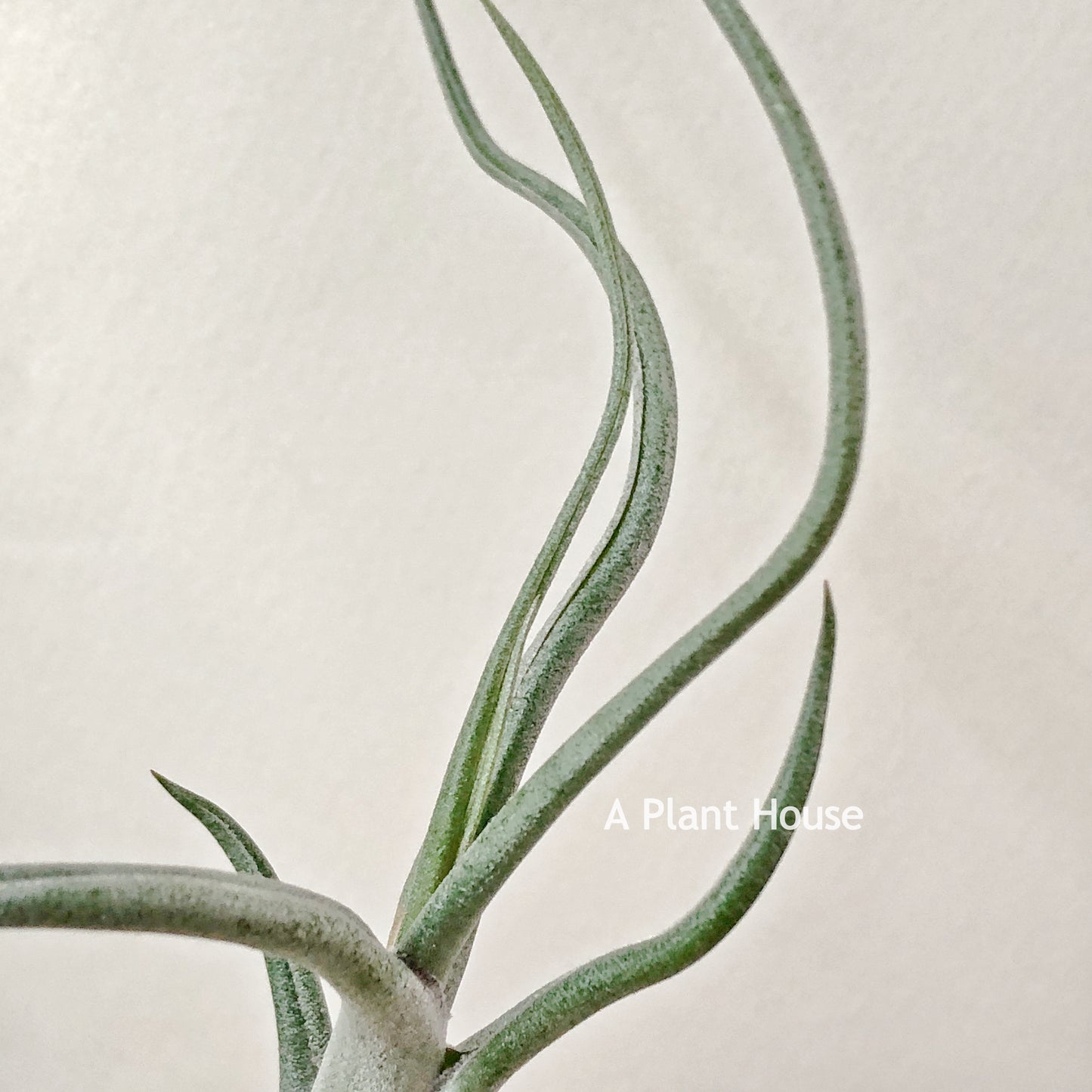 Tillandsia Queen’s Medusa