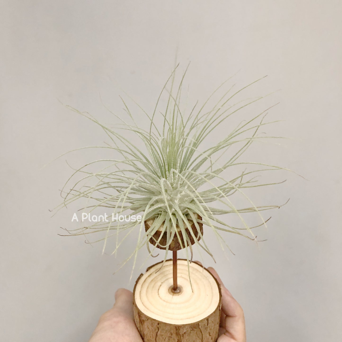 Tillandsia Fuchsii V. Gracillis