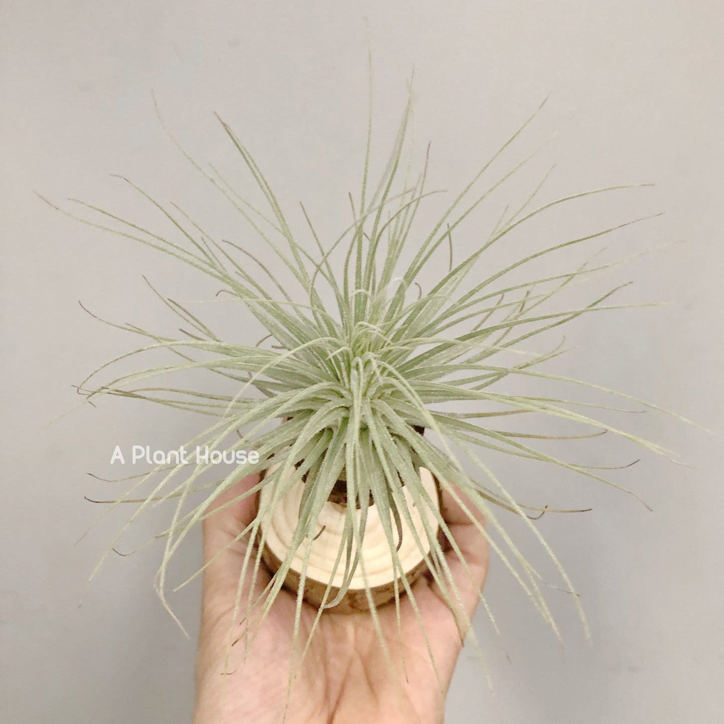 Tillandsia Fuchsii V. Gracillis