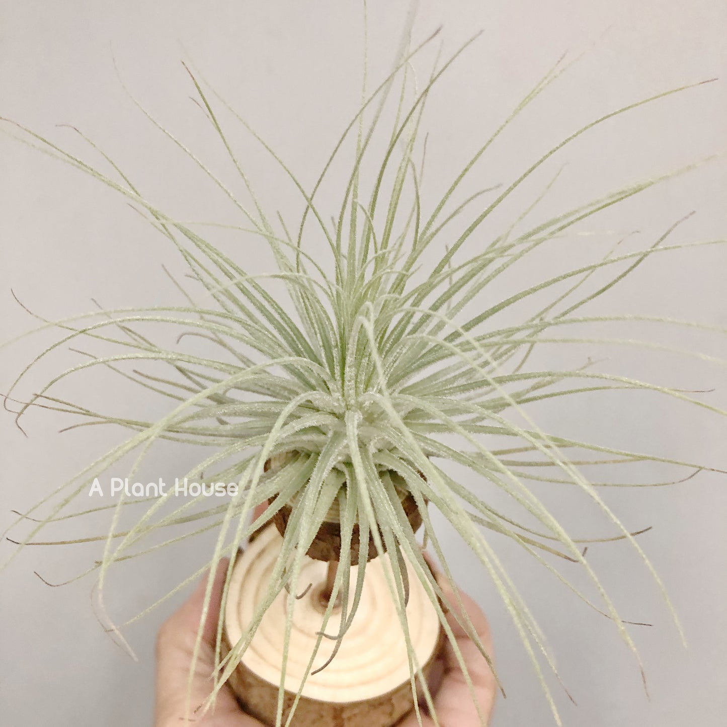 Tillandsia Fuchsii V. Gracillis