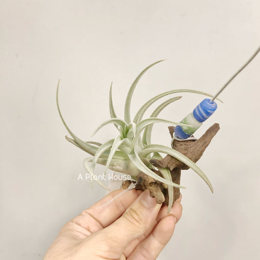 Tillandsia Leonamiana