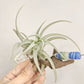 Tillandsia Leonamiana
