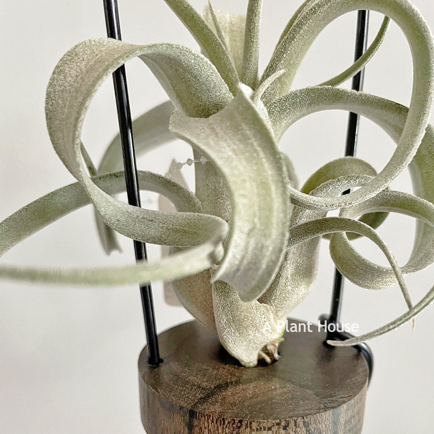 Tillandsia The Great White