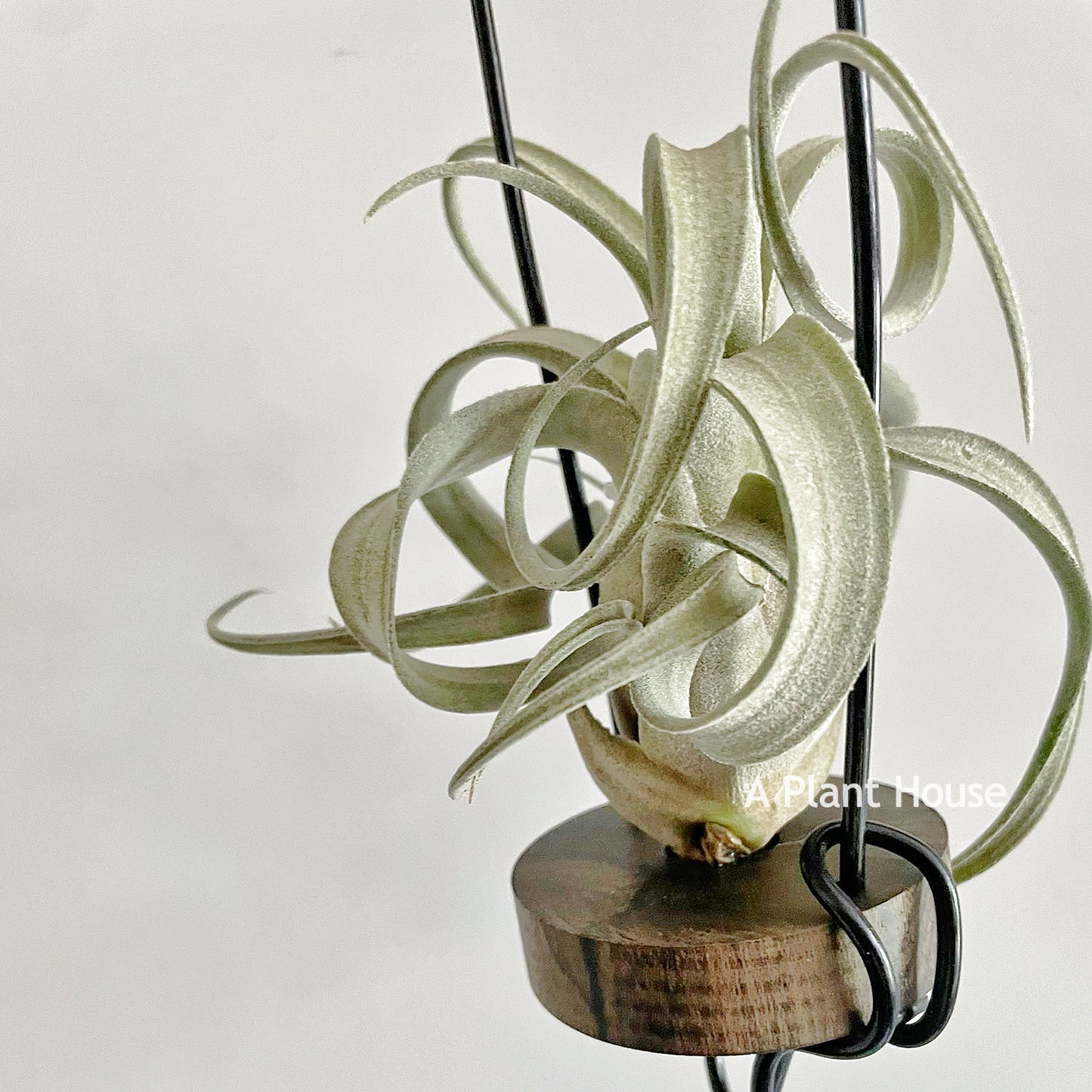 Tillandsia The Great White